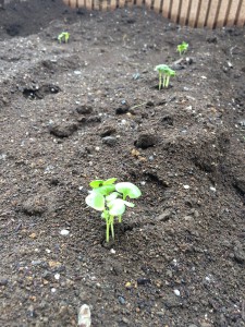daikon